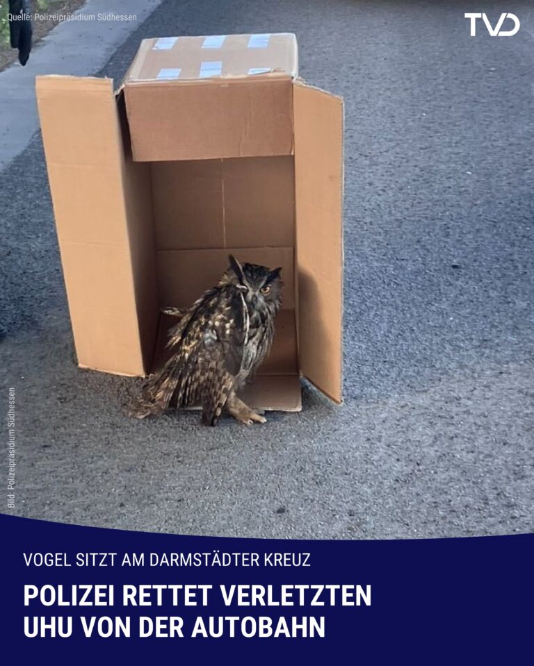 Polizei rettet verletzten Uhu am Darmstädter Kreuz