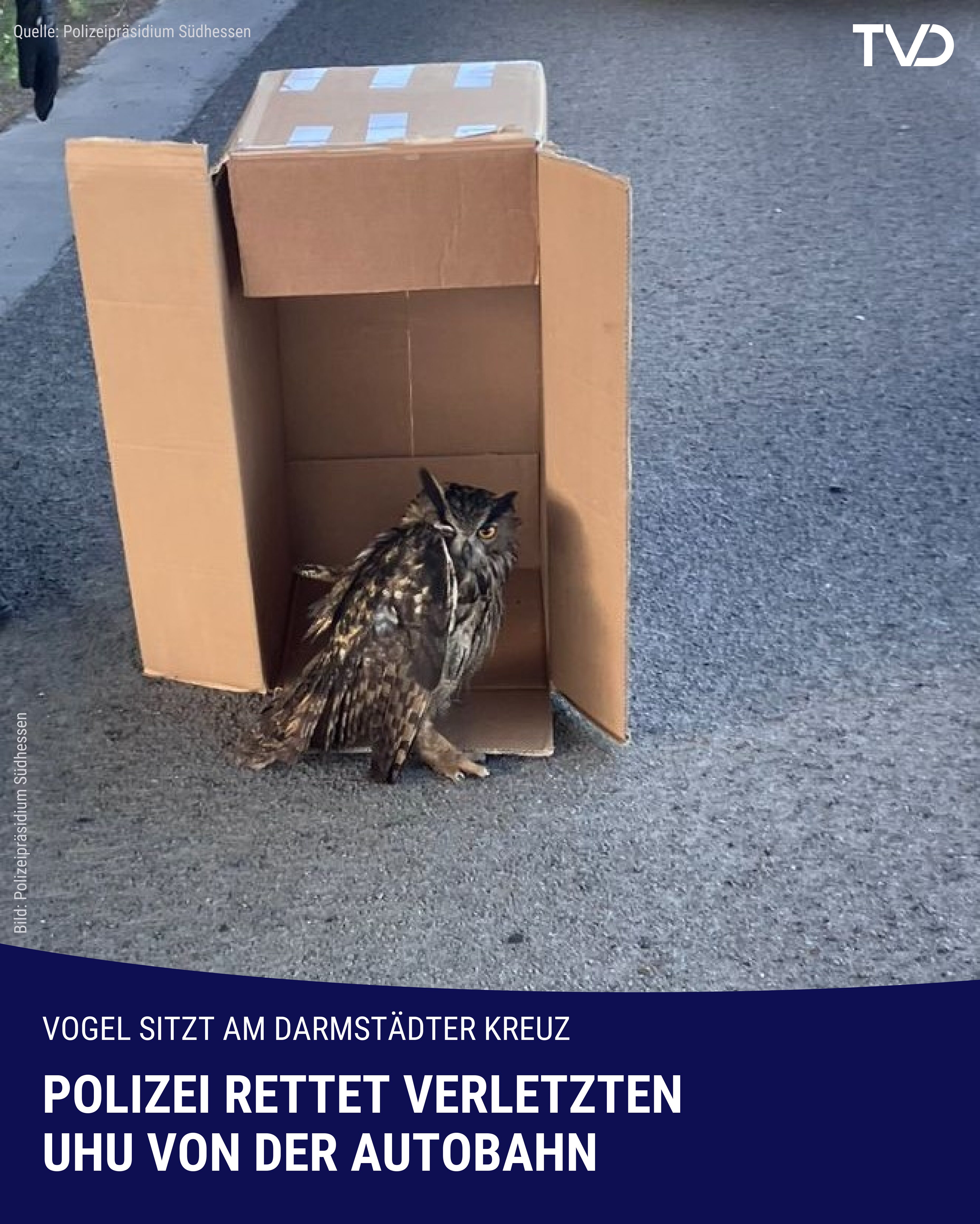 Polizei rettet verletzten Uhu am Darmstädter Kreuz