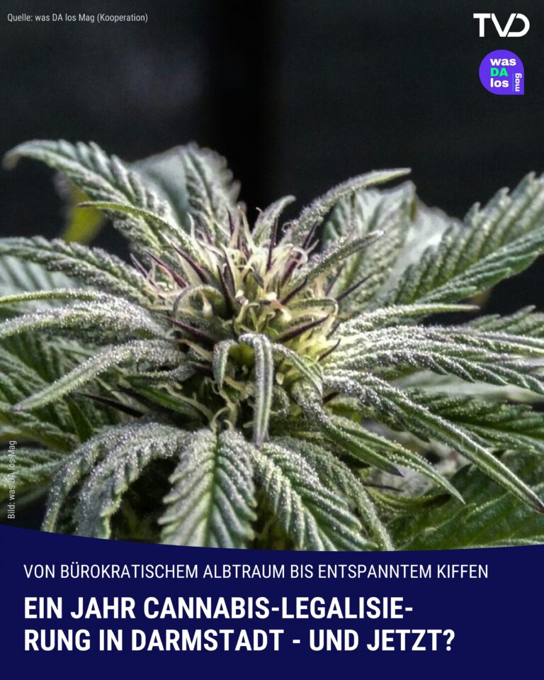 Ein Jahr Cannabis-Legalisierung in Darmstadt – und jetzt?