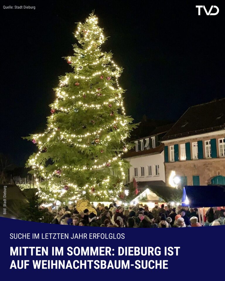 Mitten im Sommer: Dieburg ist auf Weihnachtsbaum-Suche