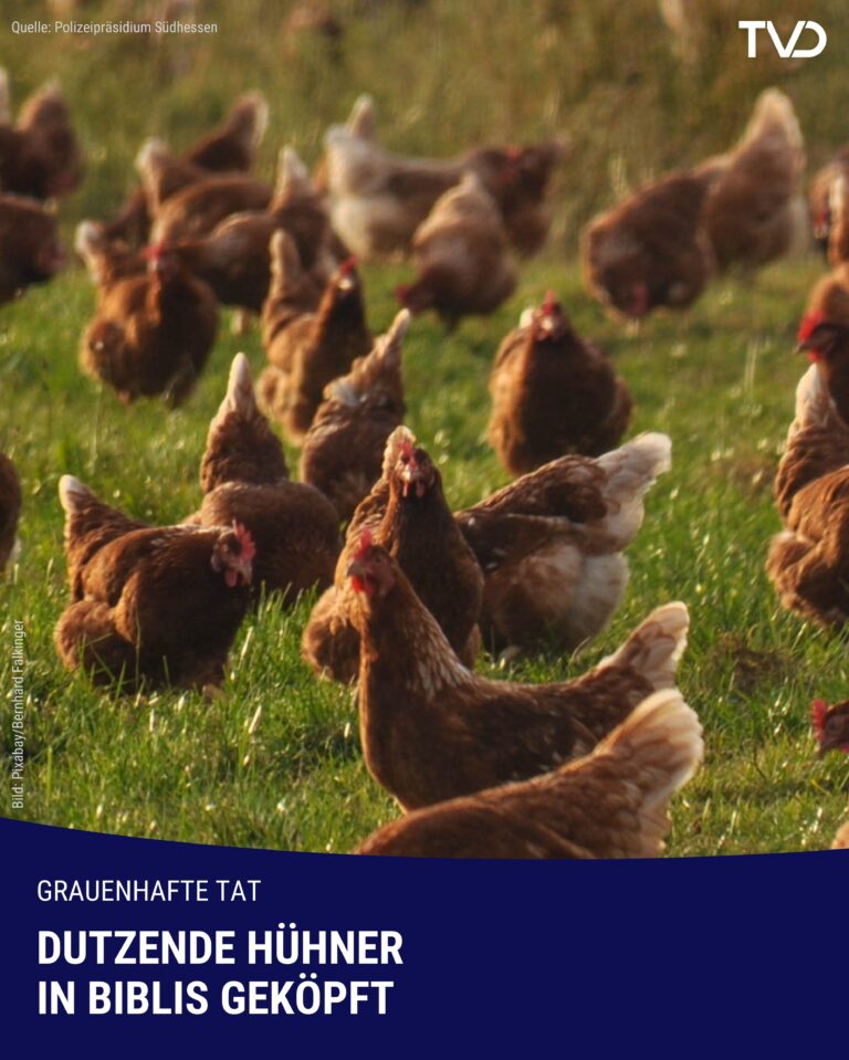 Dutzende Hühner in Biblis geköpft