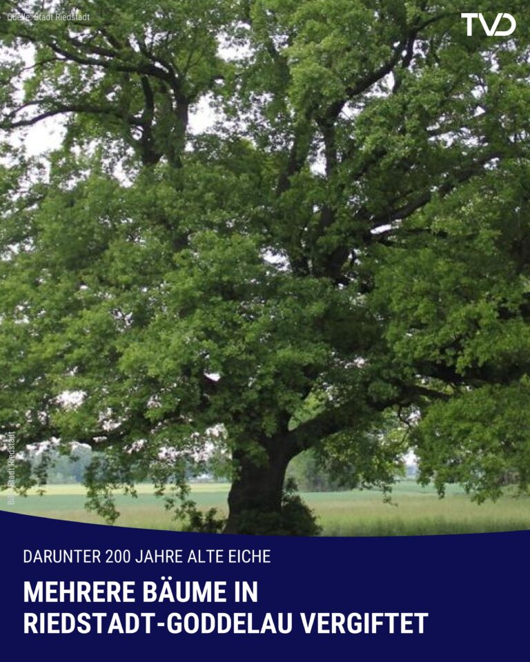 Erneut Bäume vergiftet