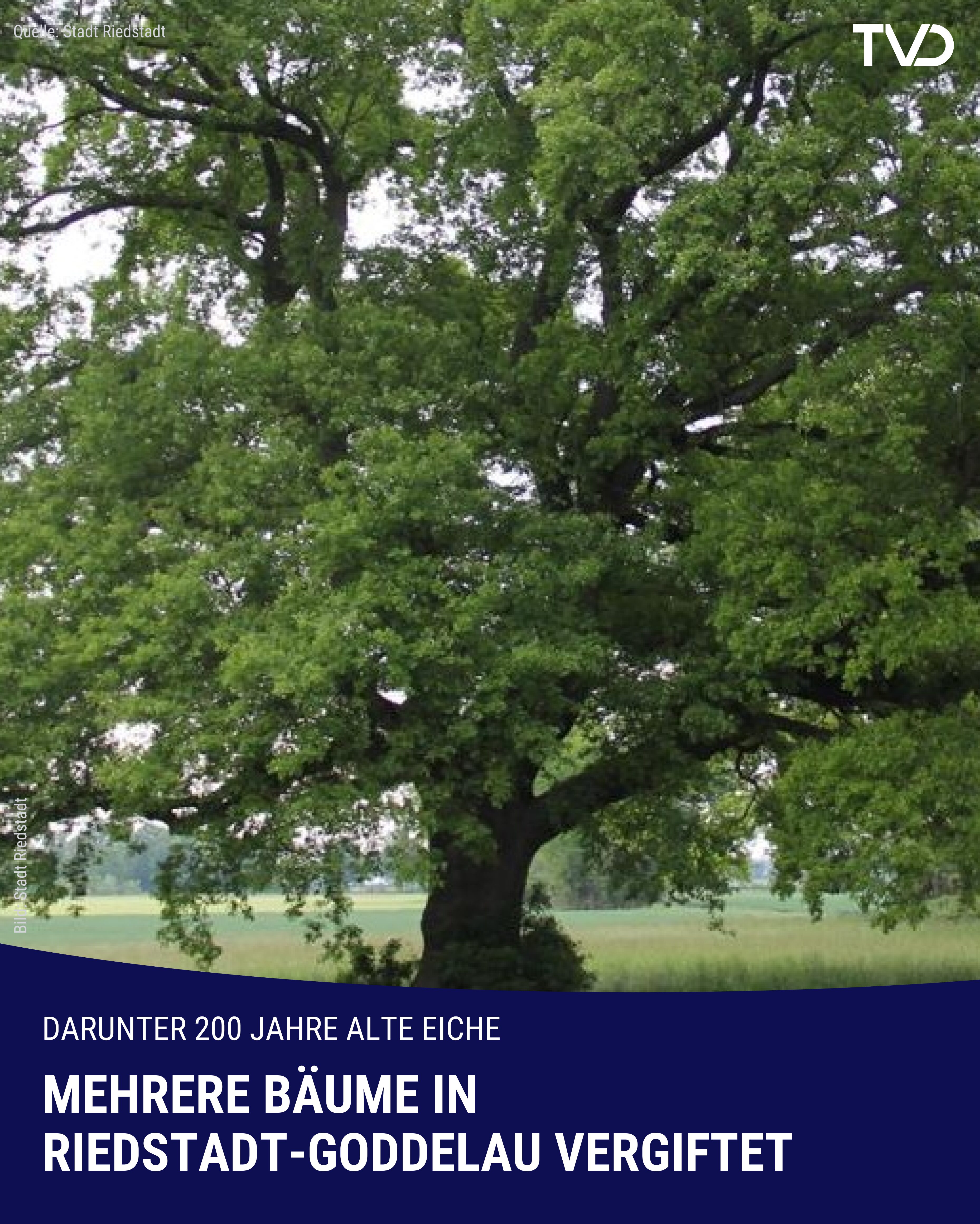 Erneut Bäume vergiftet