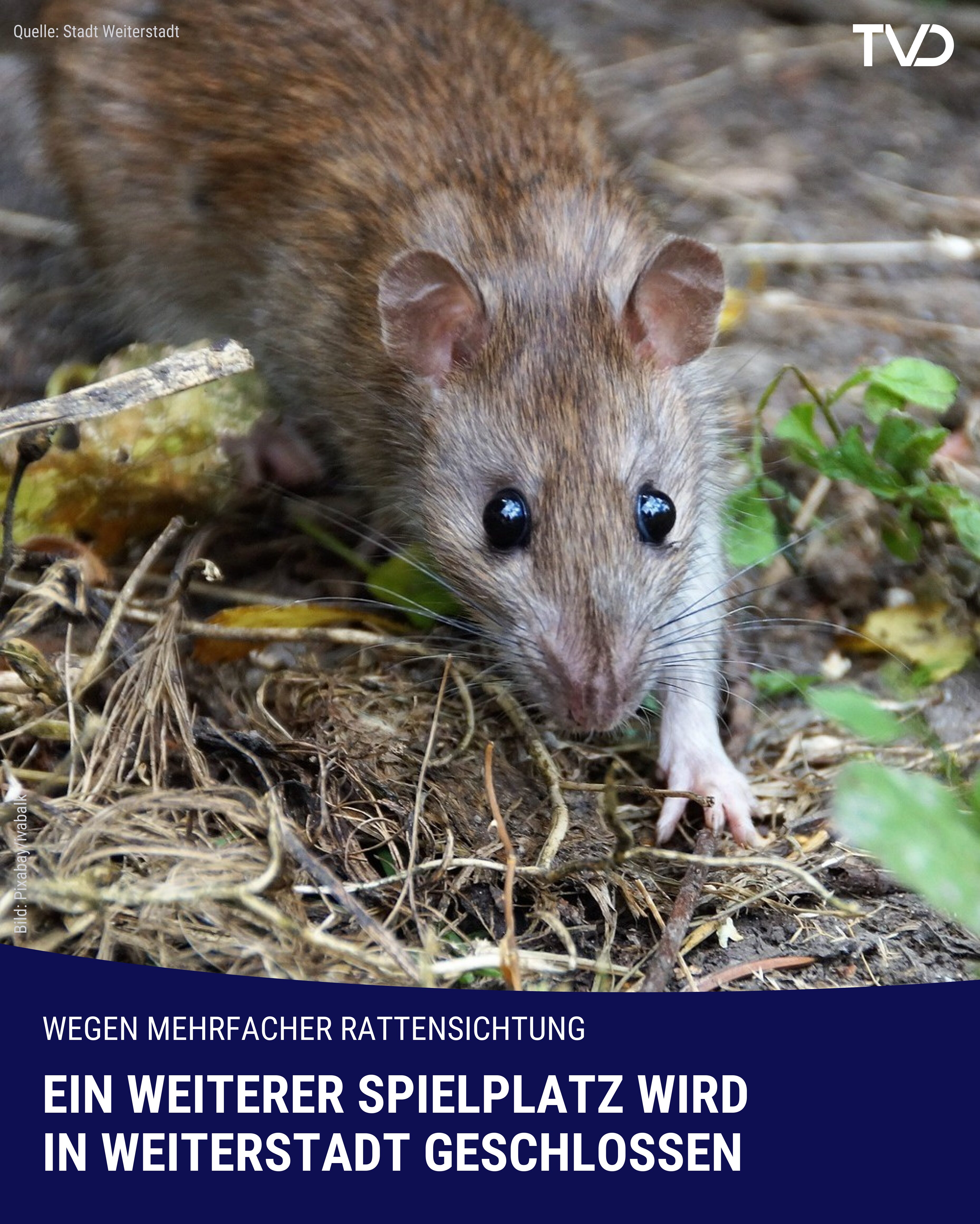 Spielplatz nach Rattenbefall in Weiterstadt geschlossen
