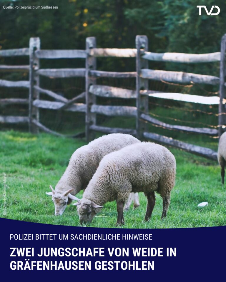 Schafe von Weide gestohlen