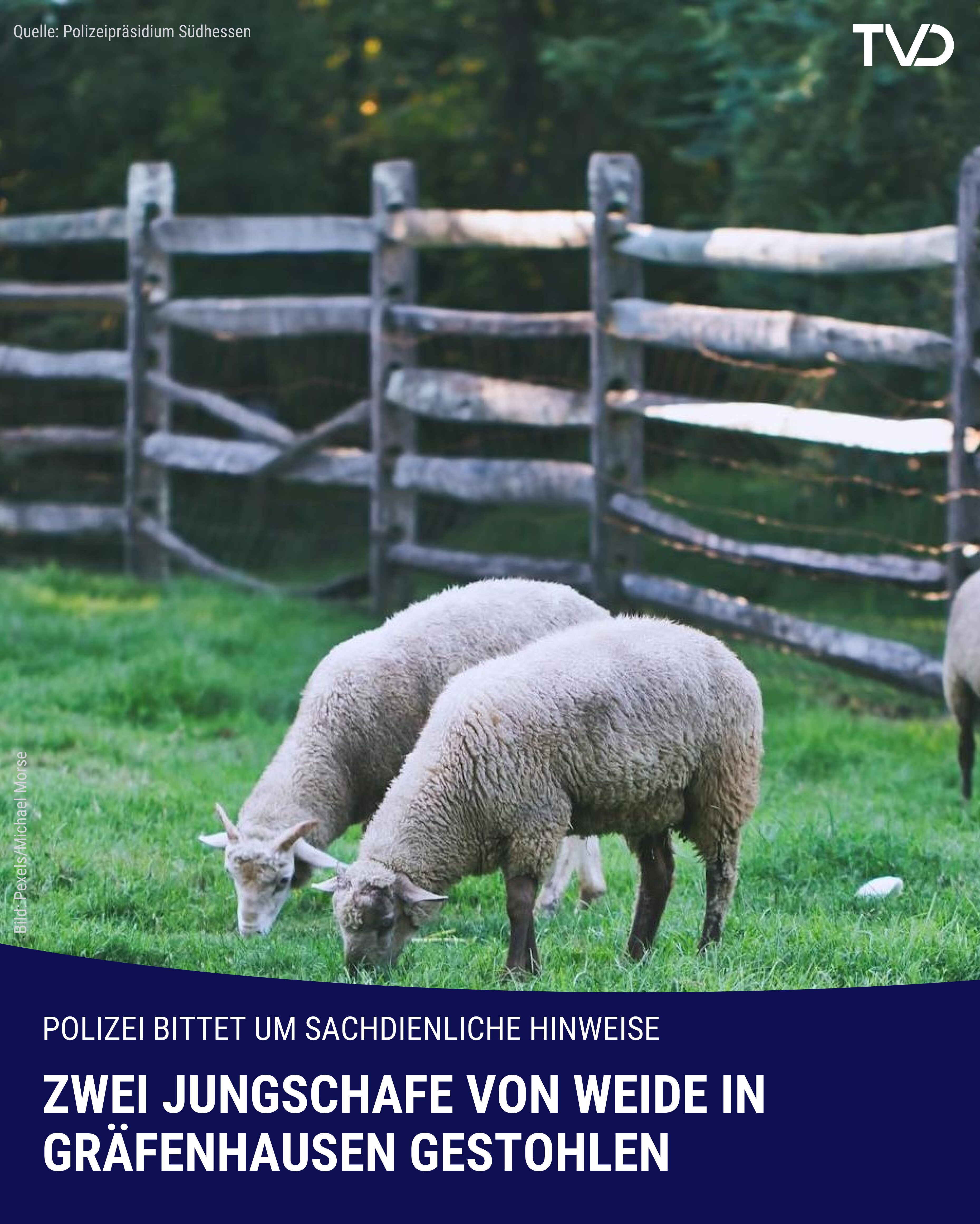 Schafe von Weide gestohlen
