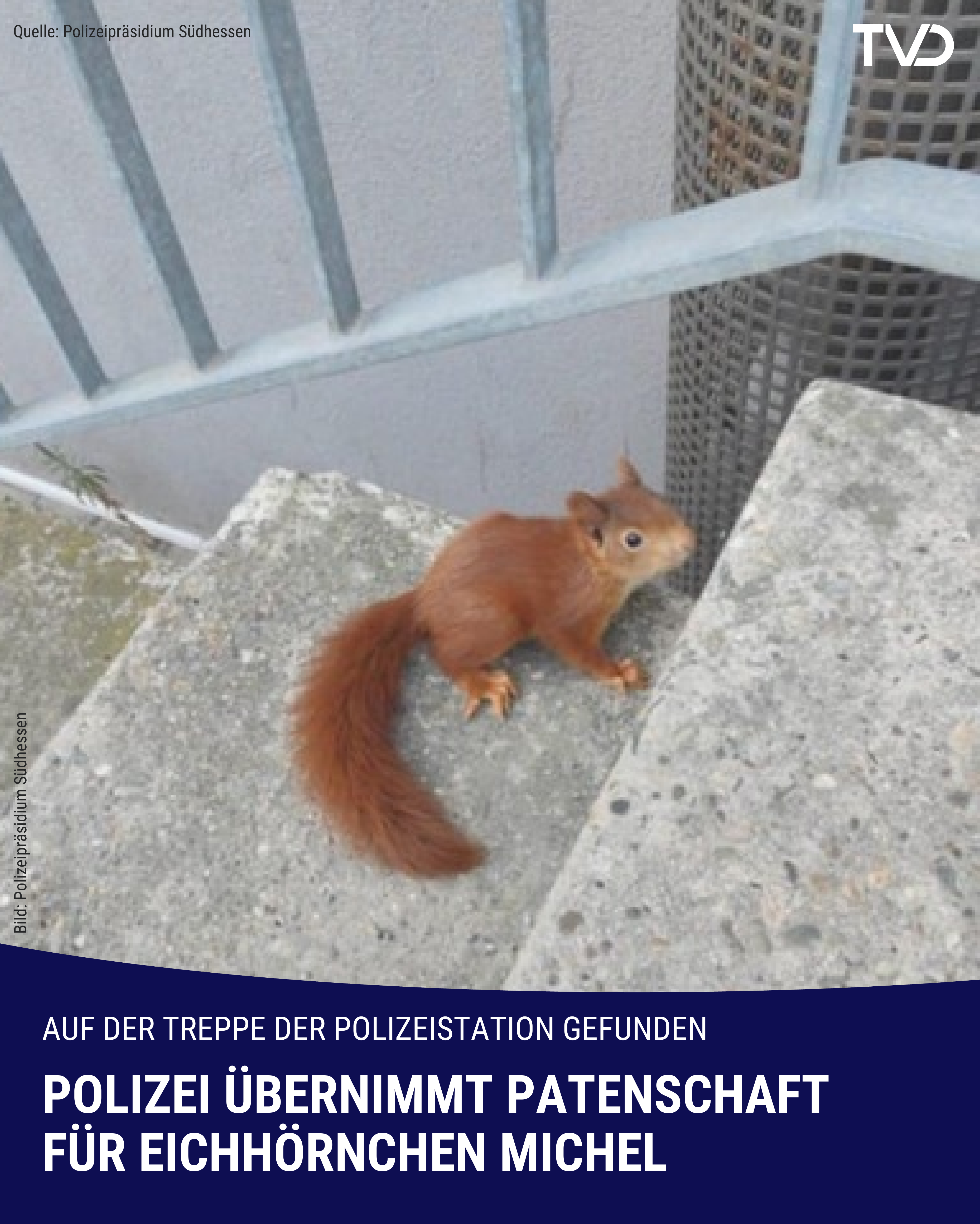 Eichhörnchen ist Patentier von Kelsterbacher Polizei