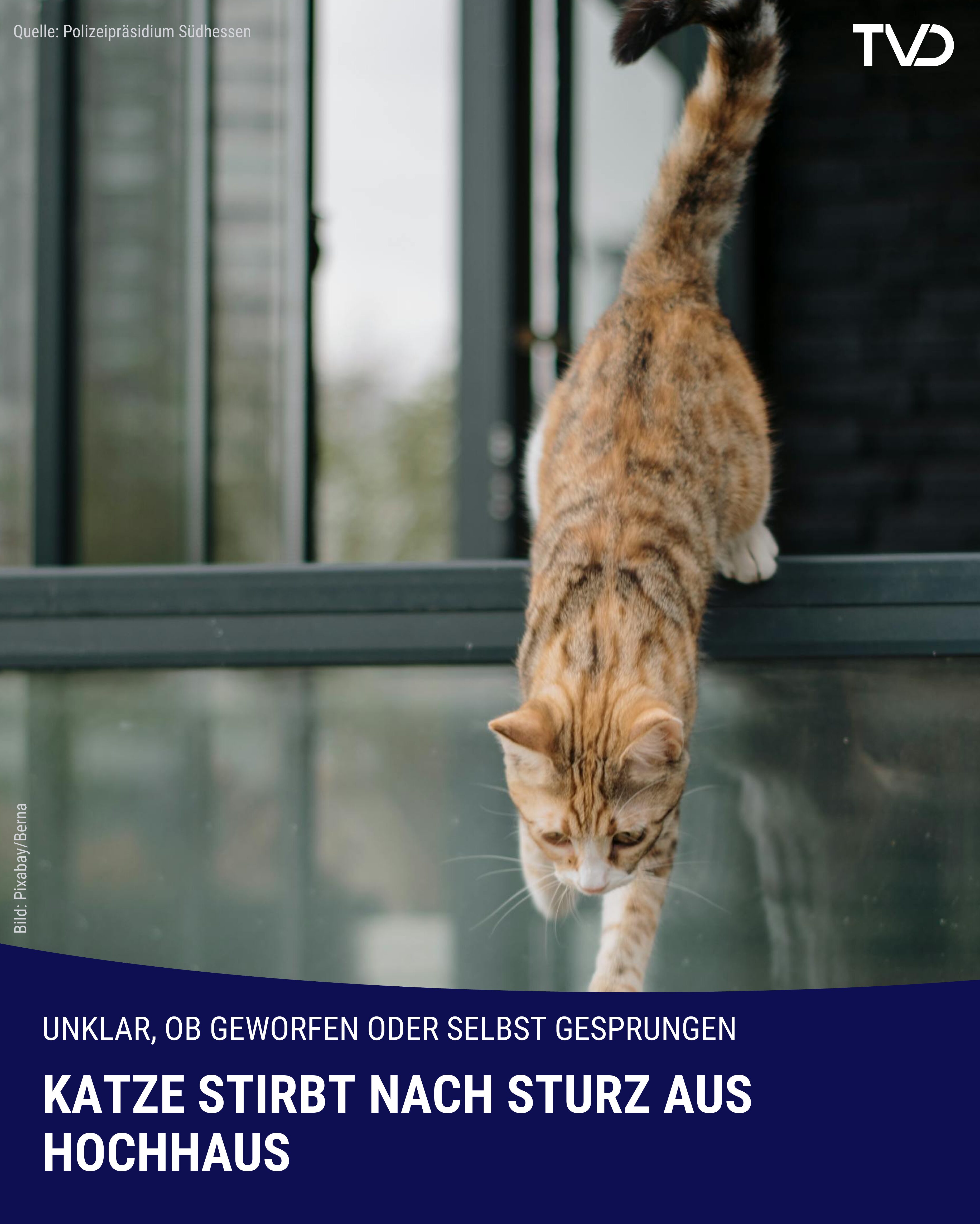 Katzenbaby stirbt nach Sturz aus Hochhaus