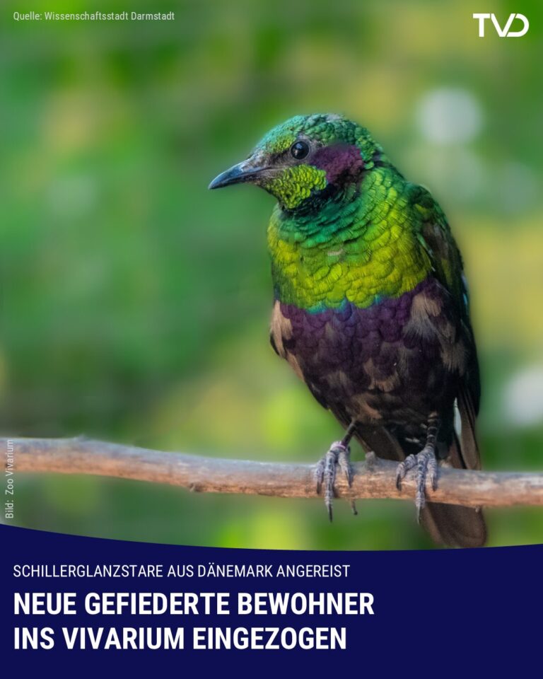 Drei Schillerglanzstare sind neu im Vivarium