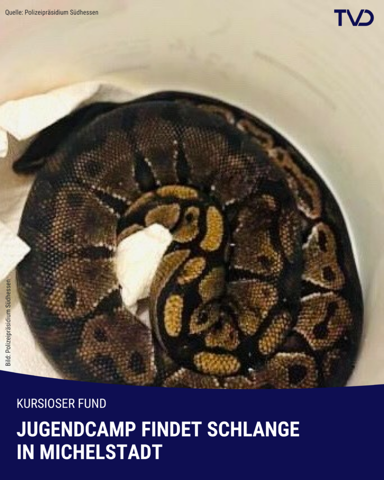 Kurioser Fund in Michelstadt: Schlange muss in Polizeigewahrsam