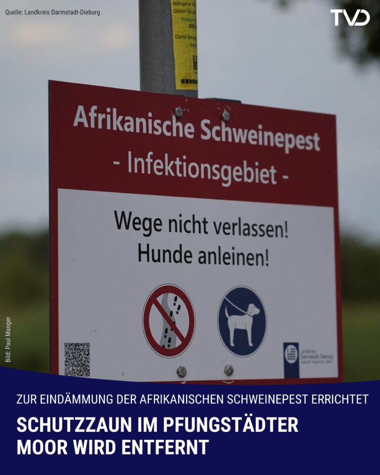 Afrikanische Schweinepest: Schutzzaun im Pfungstädter Moor wird entfernt