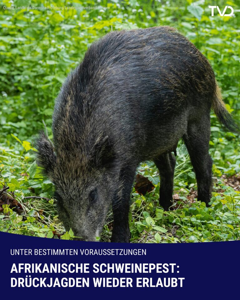Afrikanische Schweinepest: Drückjagden wieder erlaubt