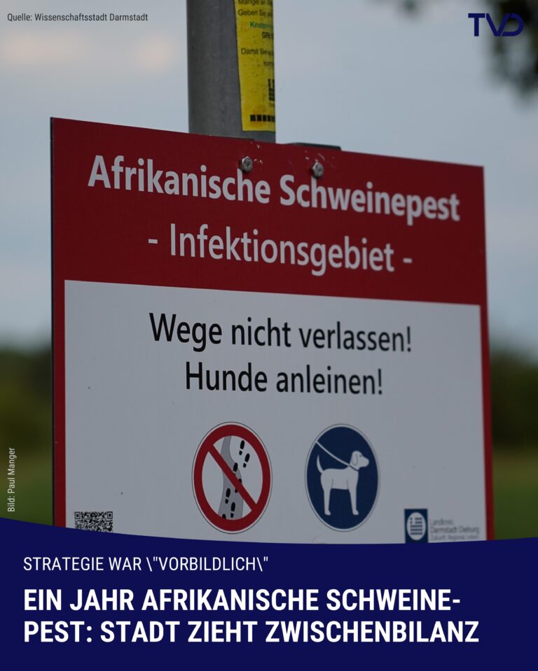 Zwischenbilanz Darmstadts zur Afrikanischen Schweinepest positiv