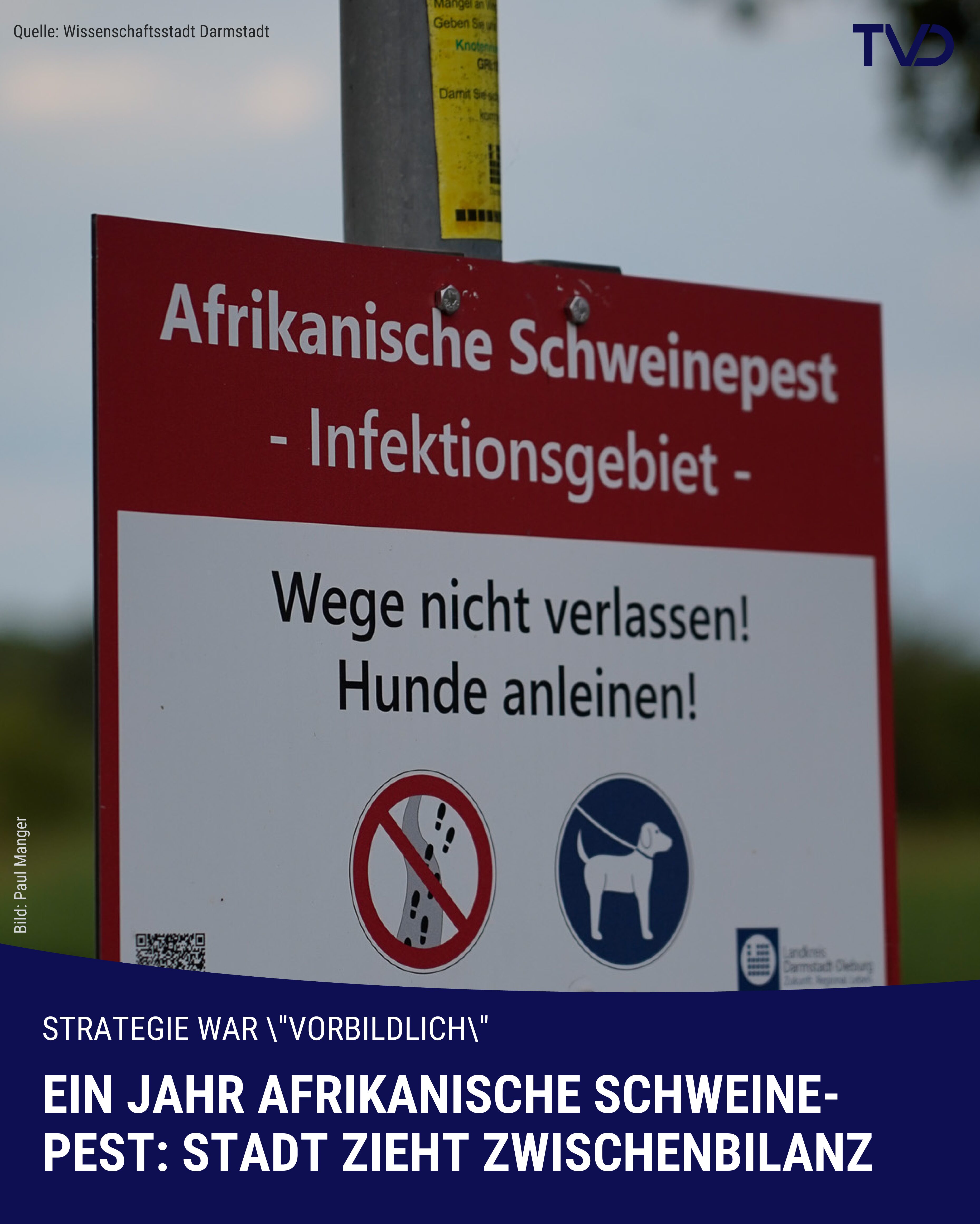 Zwischenbilanz Darmstadts zur Afrikanischen Schweinepest positiv
