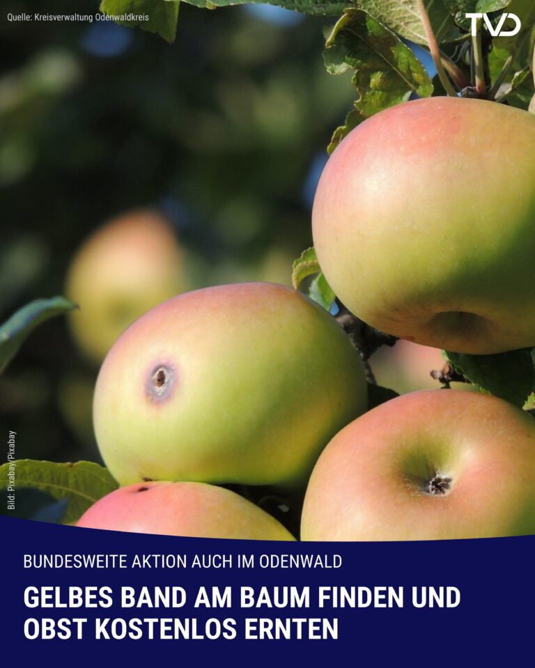 Odenwaldkreis: Gelbes Band finden und Obst retten