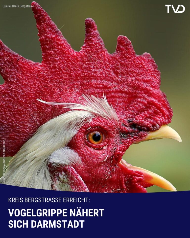 Vogelgrippe nähert sich Darmstadt