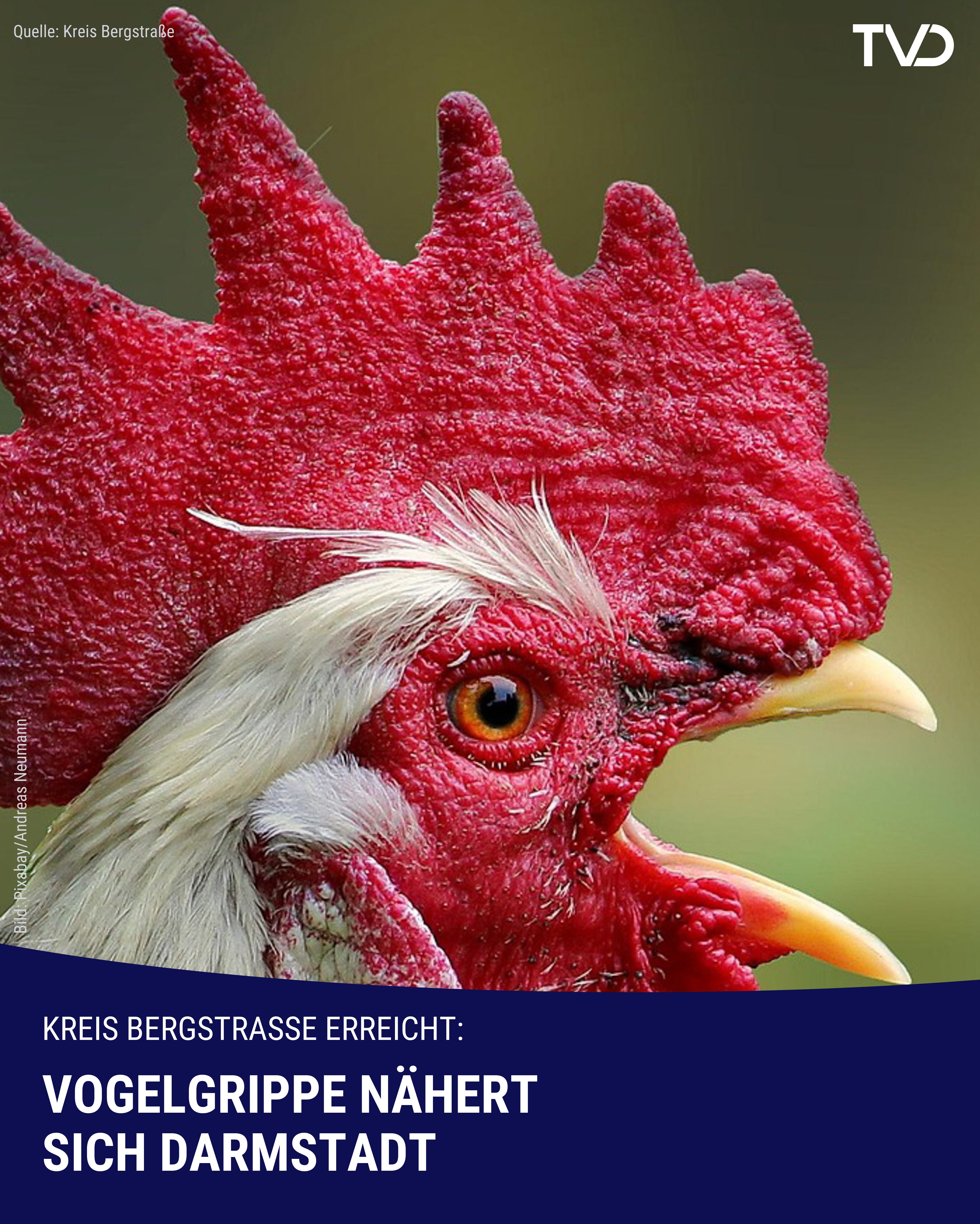 Vogelgrippe nähert sich Darmstadt