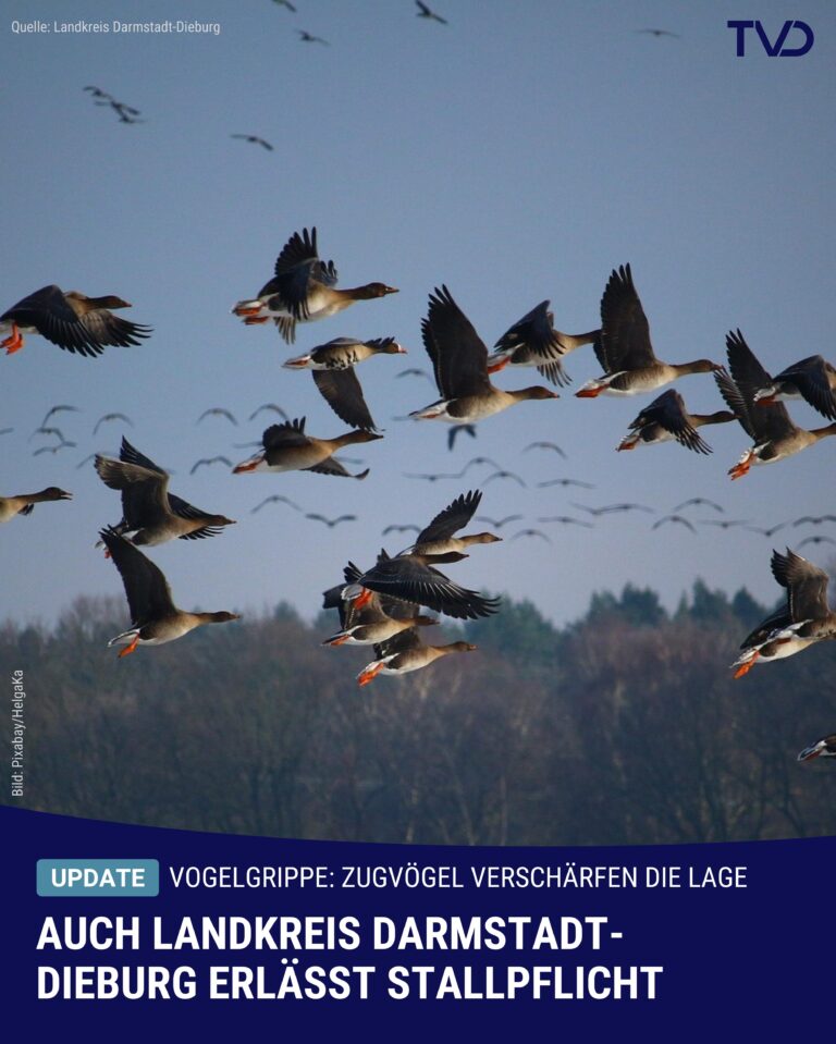 Auch Landkreis Darmstadt-Dieburg erlässt Stallpflicht für Geflügel