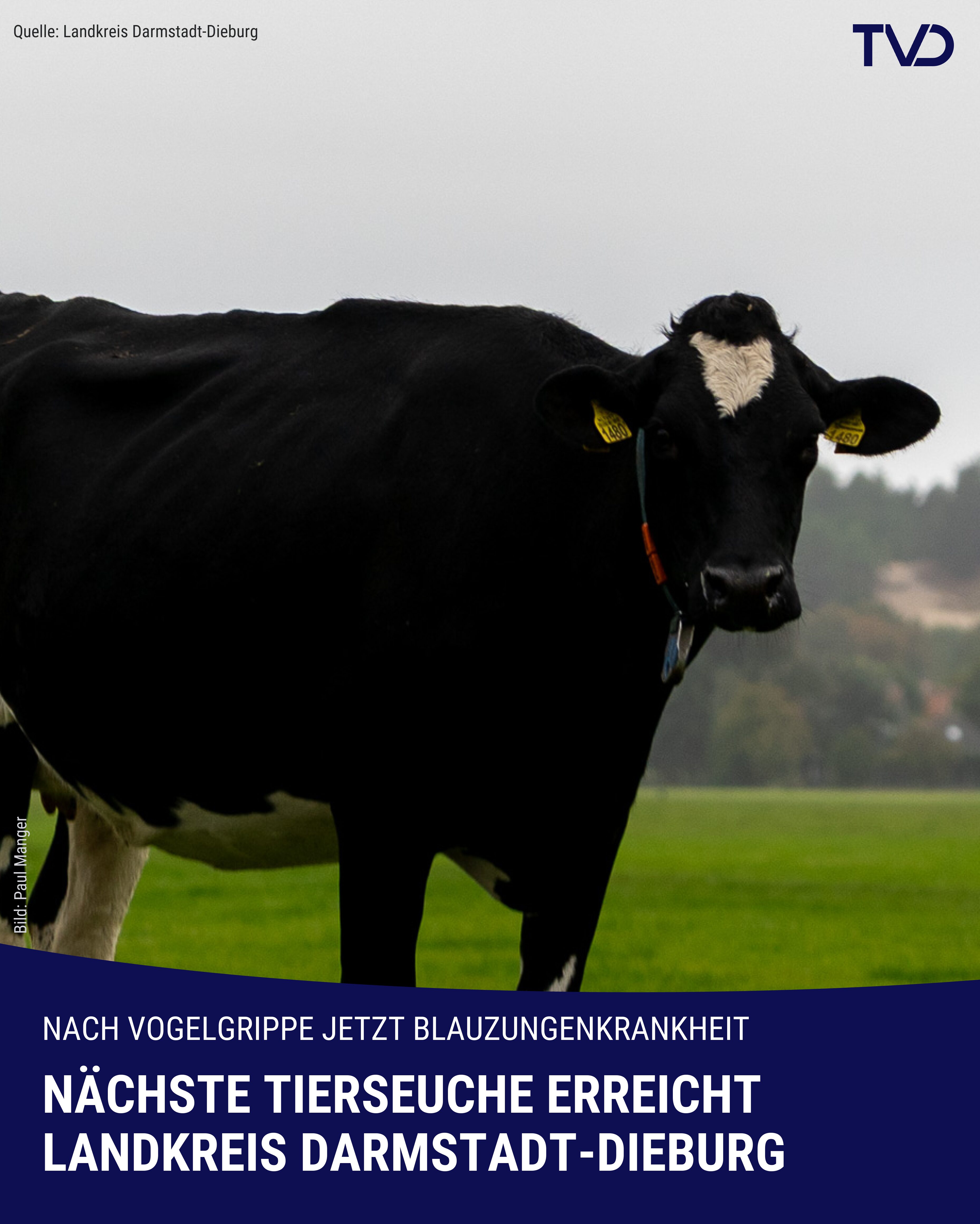Nächste Tierseuche nähert sich Darmstadt