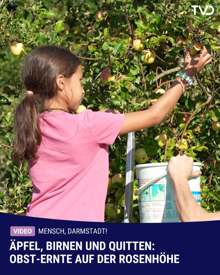 Äpfel, Birnen und Quitten: Streuobst-Ernte auf der Rosenhöhe