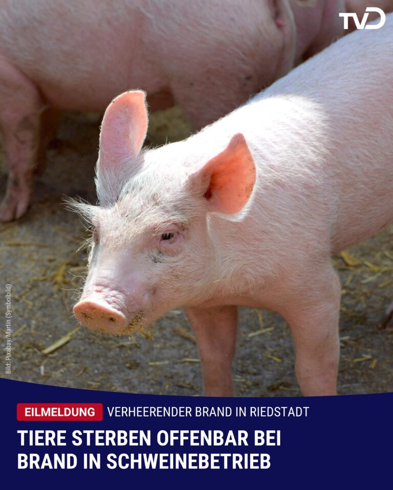 Hunderte Schweine sterben bei Stall-Brand in Riedstadt